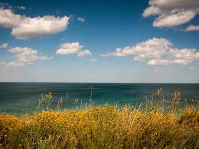 Five Medicines You Found in the Garden of Unfinished Poems