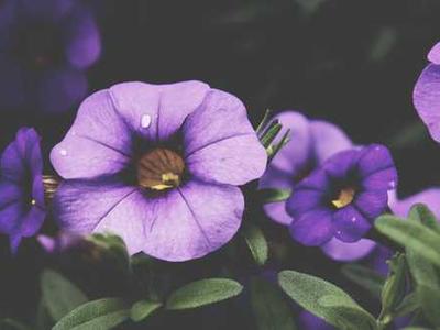 Bizarro Books as Resistance: Mona Swan LeSueur