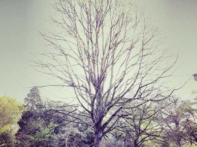 Bizarro Books as Resistance: Mona Swan LeSueur