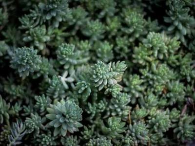 Flash Fiction Fridays: Coming Attractions