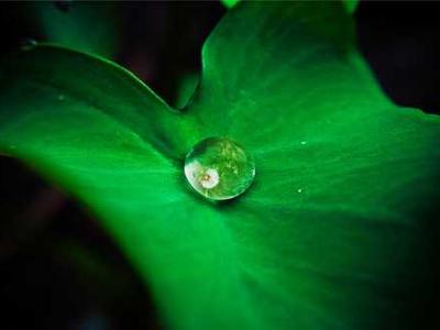 Bizarro Books as Resistance: Mona Swan LeSueur