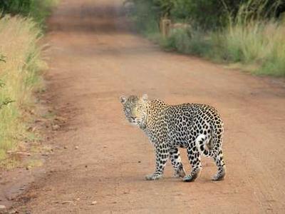 Bizarro Books as Resistance: Mona Swan LeSueur