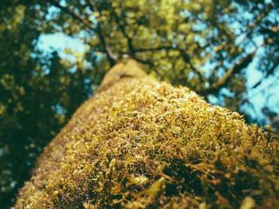 Hearts, Chainsaws, and Poetry: On Elizabeth R. McClellan’s “Is My Chainsaw a Heart: 13 Centos”